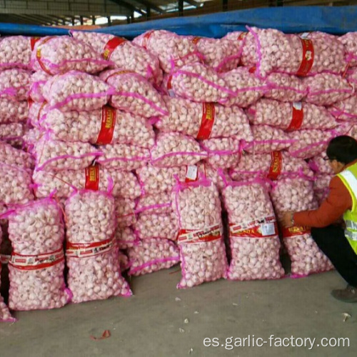 Ajos frescos baratos y buenos en bolsas de 10 kg